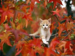 kattunge